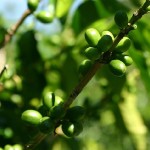 The Green Coffee Bean Extract Study and Misleading Research